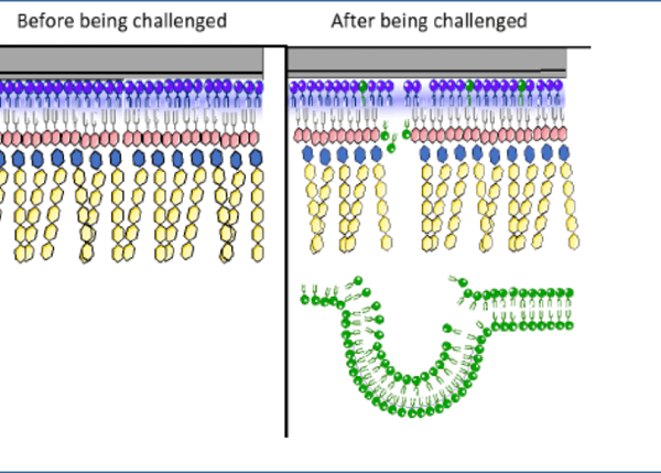 抗生素-环糊精-脂质体:配方开发及与模型细菌膜的相互作用